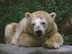 flickr:bear