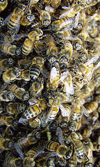 flickr:bee swarm