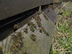 flickr:Bienenstock