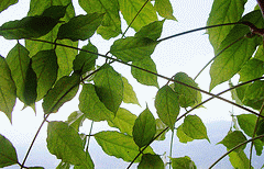 flickr:Blätter