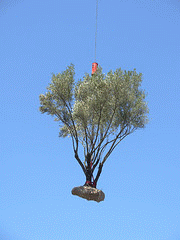 flickr:flying tree