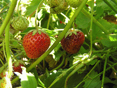 flickr:strawberries