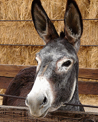 flickr:donkey