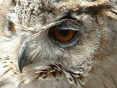 flickr:owl