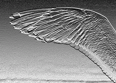 flickr:Flügel