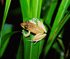 flickr:frog