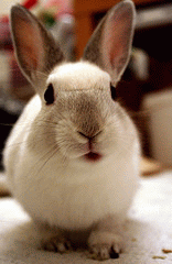 flickr:Kaninchen