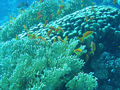 flickr:Korallen