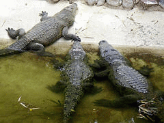 flickr:crocodile