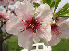 flickr: almondtree