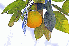 flickr:orangetree