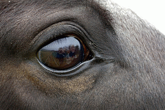 flickr:Pferd