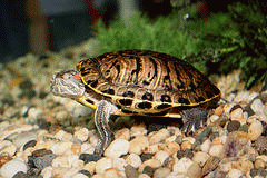 flickr:Schildkröte