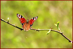 flickr:Schmetterling