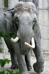 flickr:Elefant