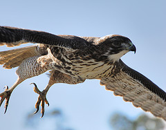 flickr:hawk