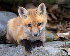 flickr:fox