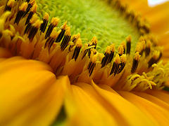 flickr:sunflower