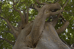 flickr:big tree